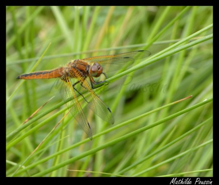 Libellule fauve - Libellula fulva femelle